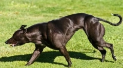 Mare wendy - cel mai muscular câine din lume